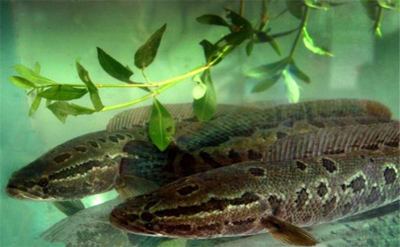 鱼塘里有黑鱼怎么解决,鱼塘里有黑鱼怎么处理干净