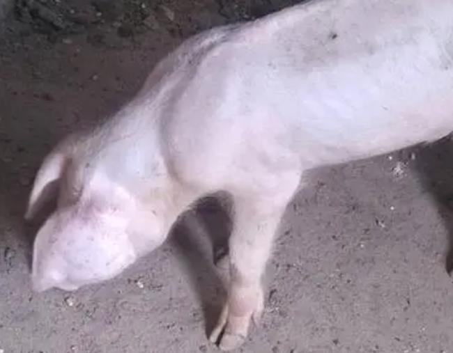 猪拉稀不食的治疗视频,猪拉稀又不吃食怎么办打什么针