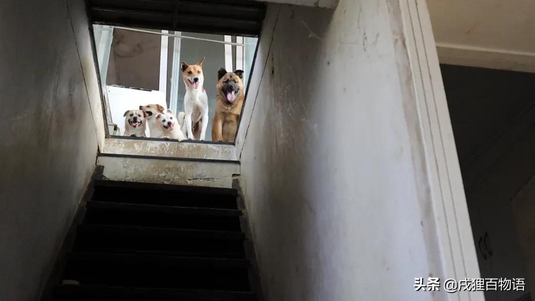 转发送粮，这次的E宠公益日记~看哭了