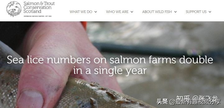 挪威三文鱼养殖环境恶劣纪录片,挪威三文鱼养殖环境恶劣新闻