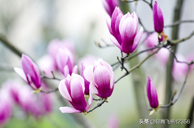 辛夷中药,学中药