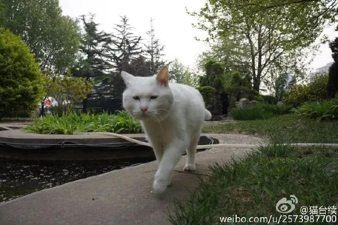 没想到,央视的名嘴们全都是猫奴