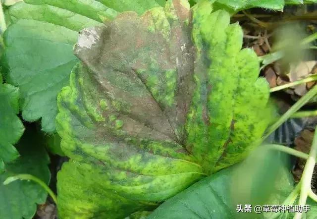 草莓叶片黄化原因是什么,草莓叶片干枯原因及解决方法