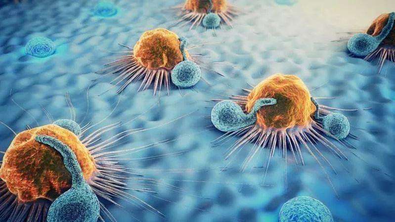 间充质干细胞治疗肝病的最新消息,前沿干细胞移植治疗肝病最新研究