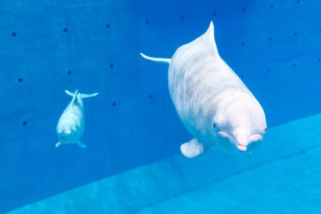 珠海长隆童趣乐园游玩攻略,出发游玩转珠海长隆海洋王国