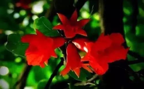 以桂花为市花的城市有哪些,中国每个城市的市花是什么