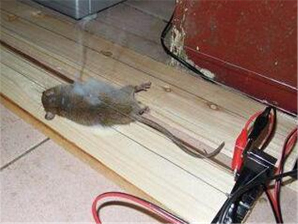 消灭老鼠最有效方法怎么灭大老鼠,家里灭老鼠的最佳方法