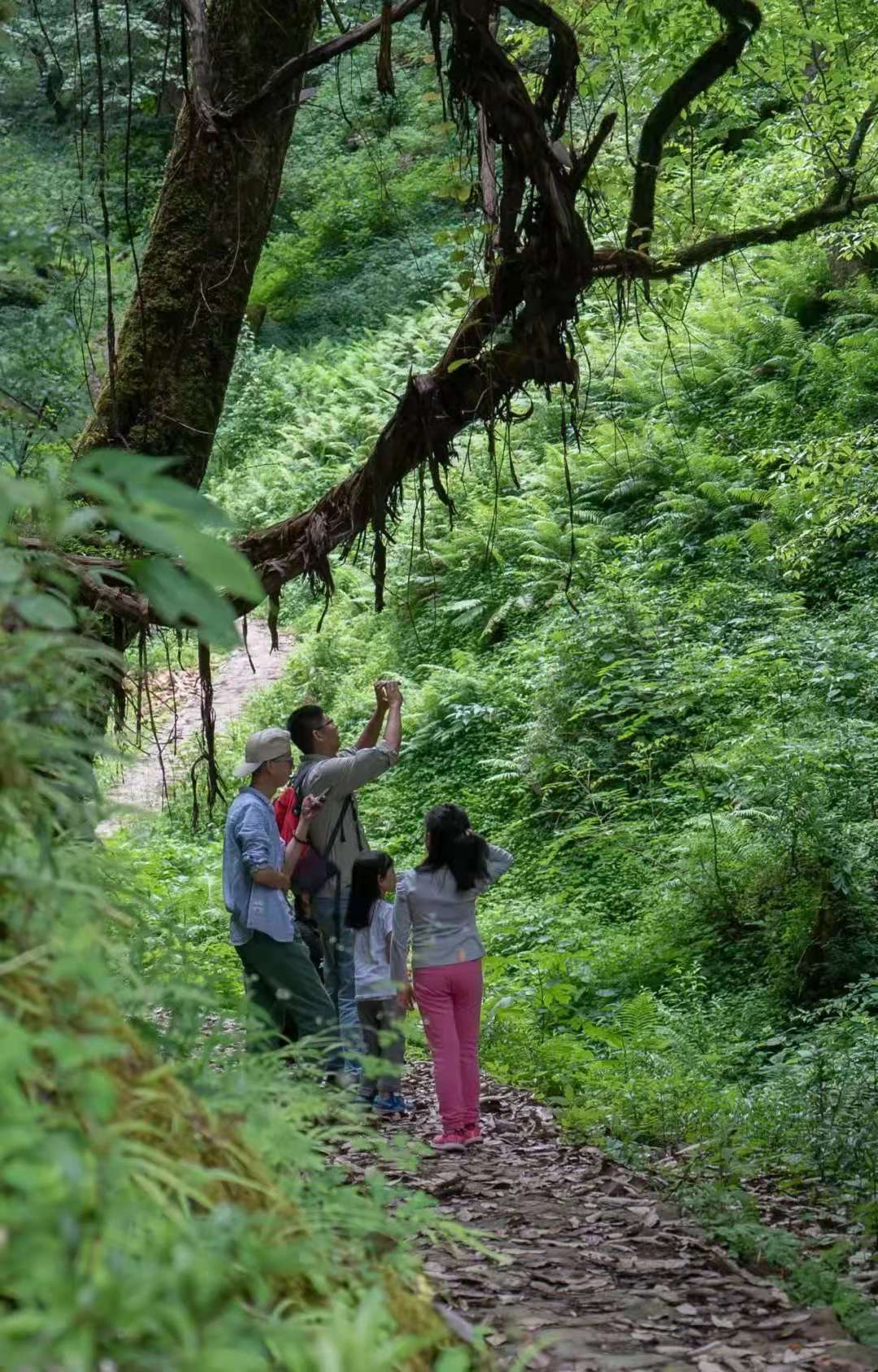 波密到鲁朗细雨蒙蒙,波密到林芝冰川