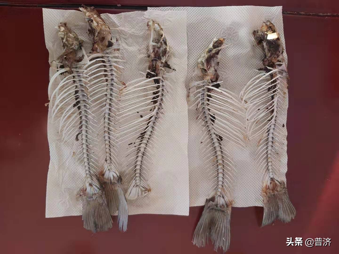 居家厨房挑战视频,鲫鱼处理全过程