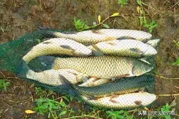 钓鱼10多年，未必知道串钩的这些狠招数，野钓大鱼必备技巧！