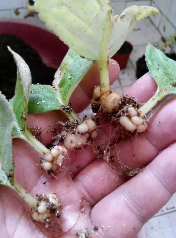 这6种花给点水就爆盆懒人必备,插枝最好养的四种花