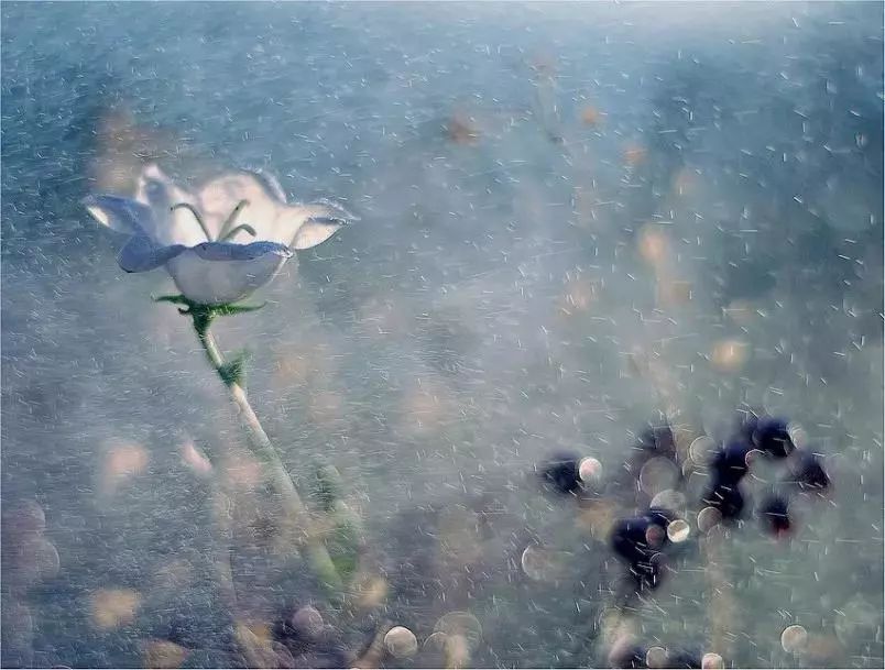 绝美花朵摄影佳作,波兰花朵摄影作品欣赏