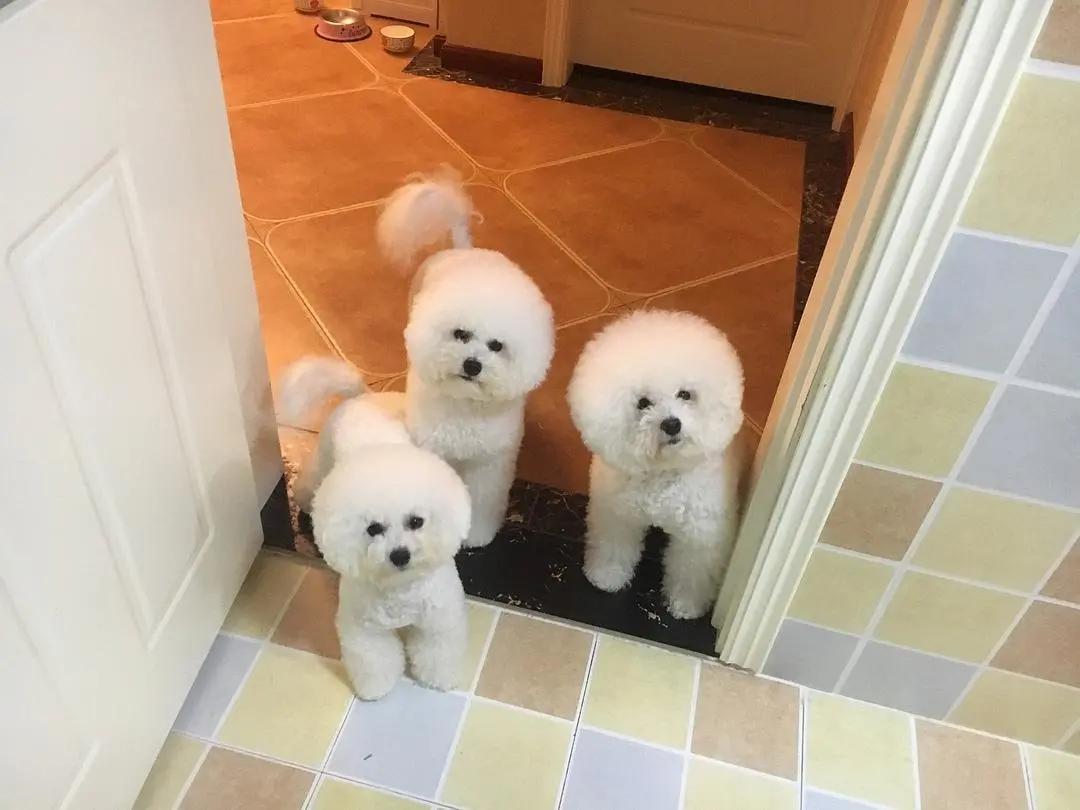 比熊博美幼犬有口臭,比熊狗狗口臭是病吗