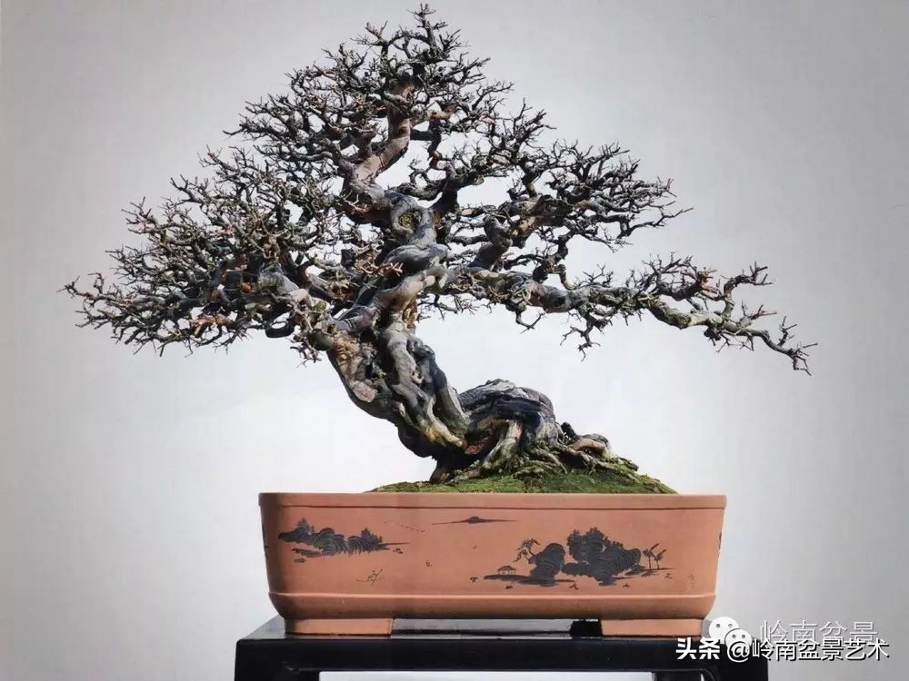 精品雀梅盆景名称,值得收藏的盆景作品欣赏