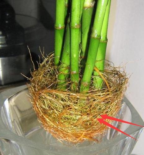 富贵竹总黄叶是怎么回事,富贵竹黄叶是怎么回事有什么方法