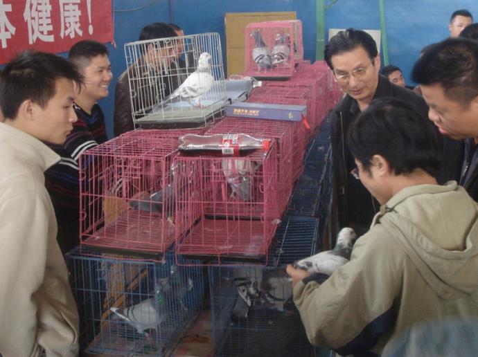 信鸽越老出的幼鸽越好吗,信鸽迟归的原因