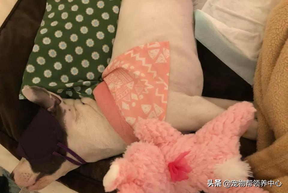 比特犬终于健康了视频,比特犬得了细菌性皮肤病