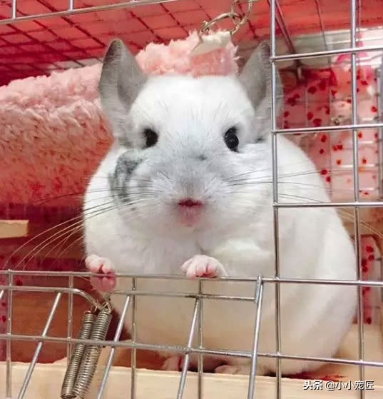 注意了，龙猫的这些部位可是不能随随便便摸的哦！