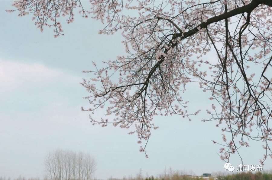 浦口花,南京看花的地方浦口