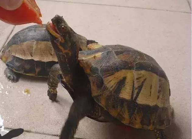 三线闭壳龟和潘氏闭壳龟区别,金头闭壳龟和三线闭壳龟同池