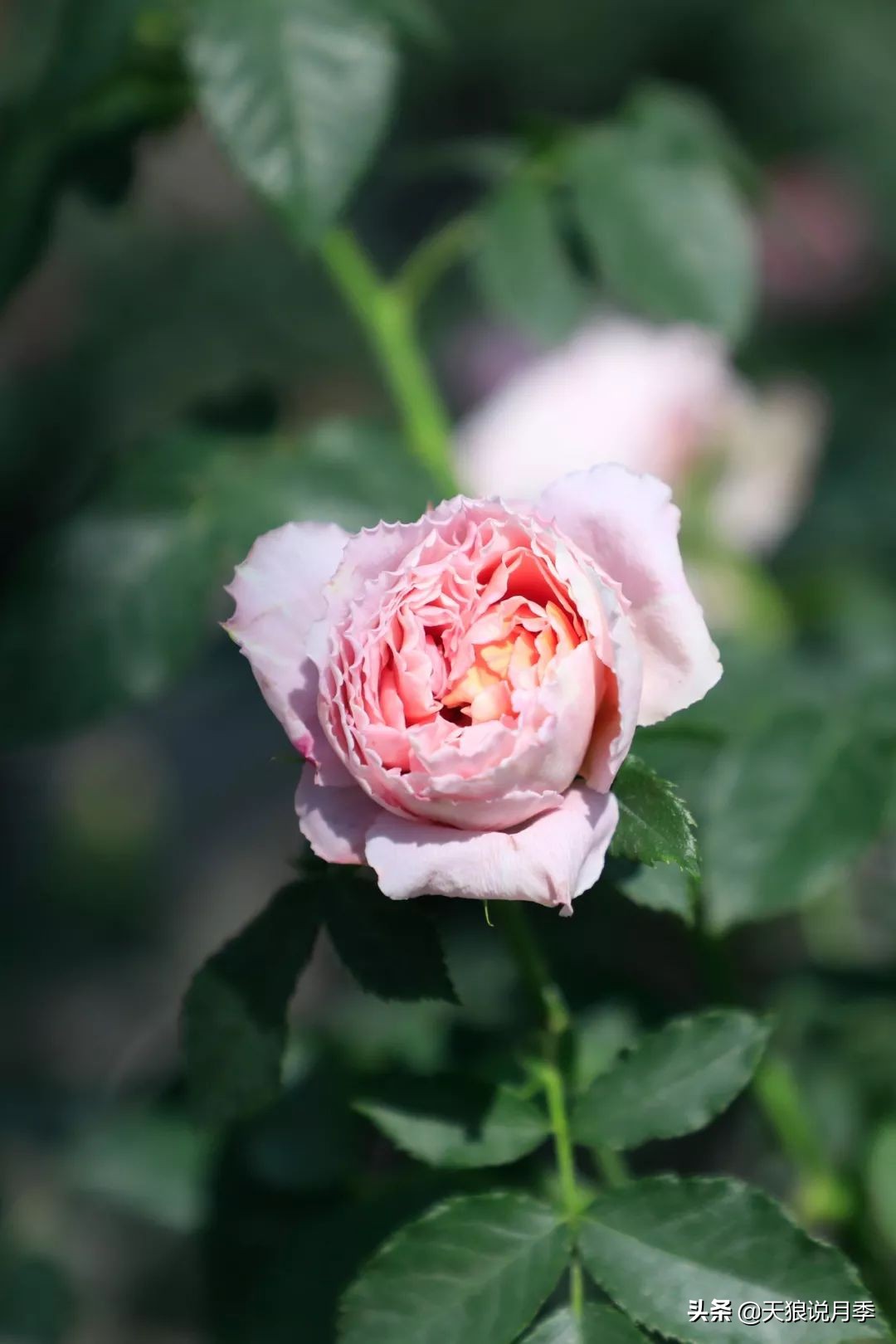 都说“最美人间四月天”，应该就是月季开花的模样吧！