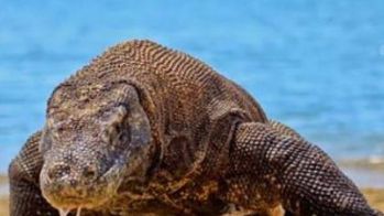 老虎对战斑点巨蜥,最大的蜥蜴和最大的鳄鱼战斗视频