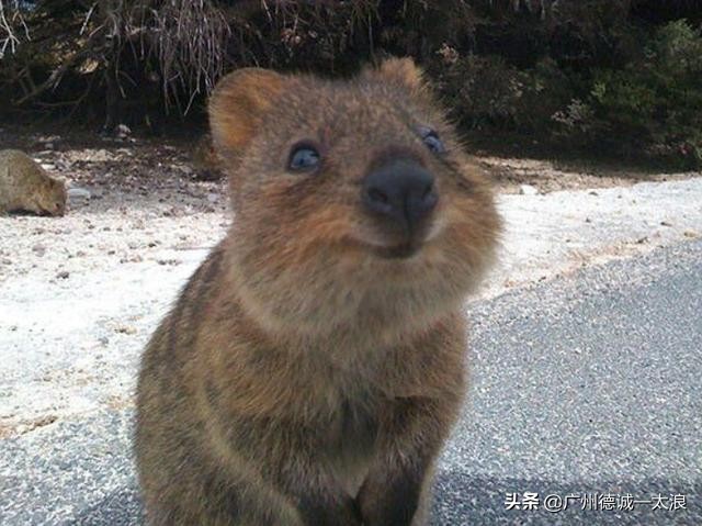 世界上十大很少见到的动物,世界上最受欢迎的动物排行榜