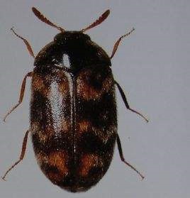 除了老鼠还有哪四害,除了老鼠还有哪些是啮齿类动物