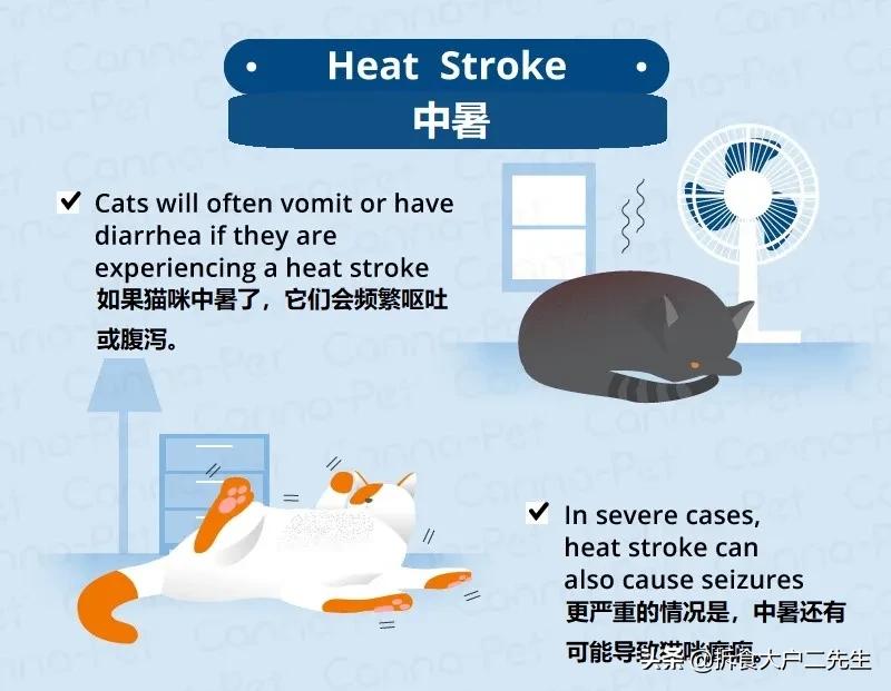 猫咪呕吐没消化的猫粮怎么办,go九种肉猫粮猫什么阶段能吃