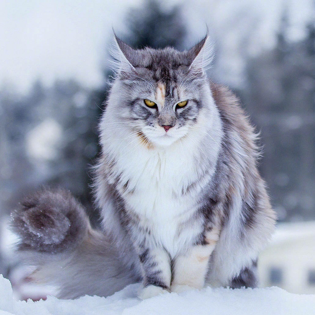 缅因猫都很温柔么,缅因猫优点和缺点分析