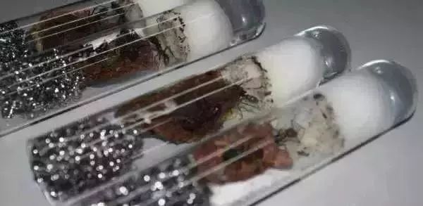 蝎子有毒但无毒,蝎子能当烟抽吗