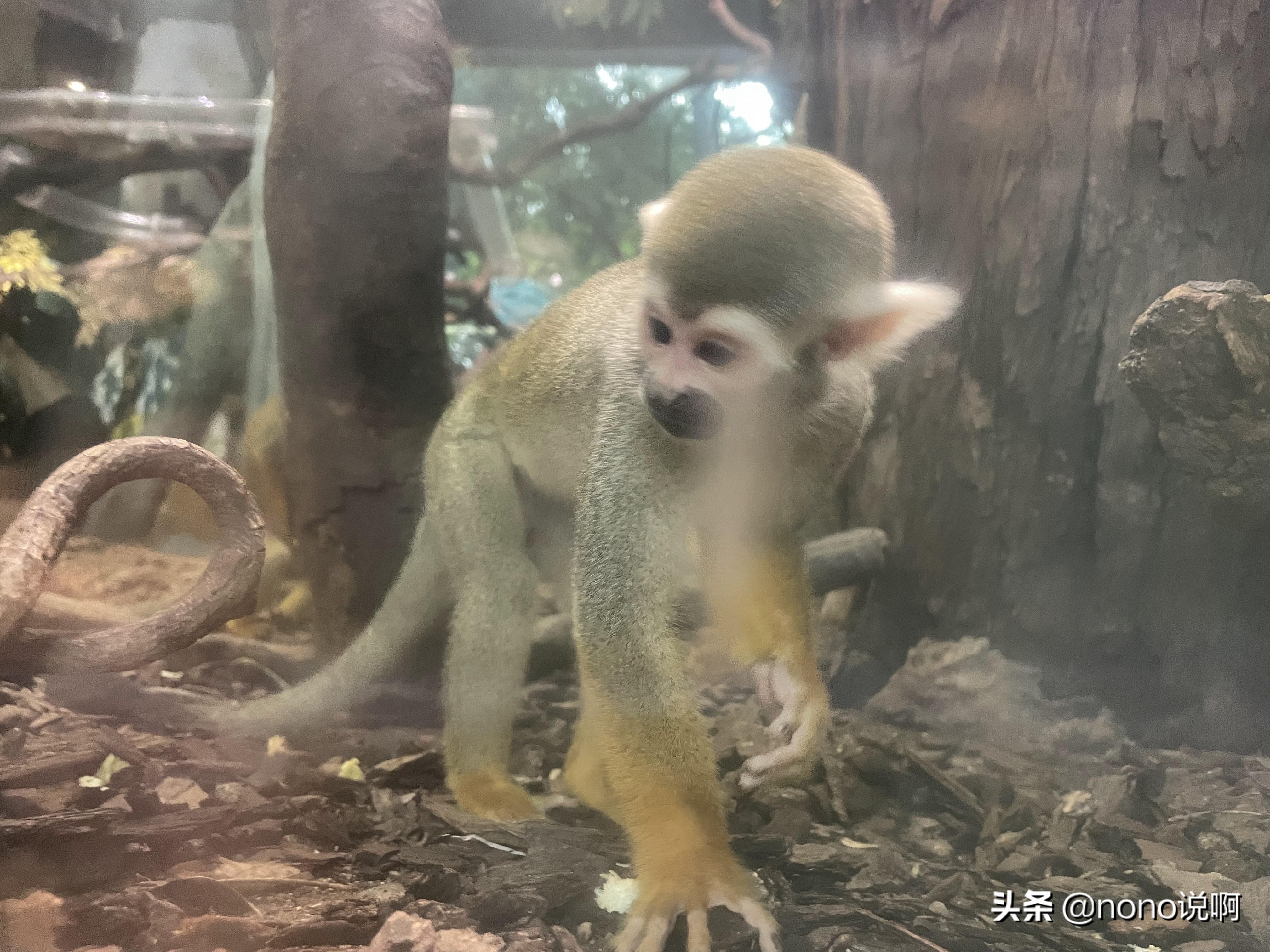 广州长隆野生动物园亲子旅游攻略,11月广州长隆野生动物园游玩攻略