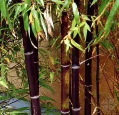 竹子开花，百年难遇的奇闻怪事，生命的最后绽放