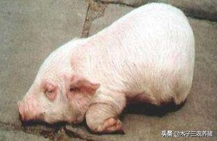 仔猪眼肿头抬着前脚划水怎么治,仔猪水肿病症状及治疗方法