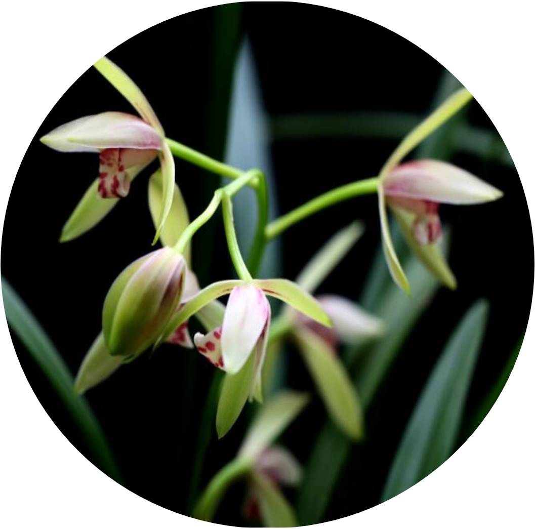 菊竹梅兰图欣赏,花中四君子的兰花图片