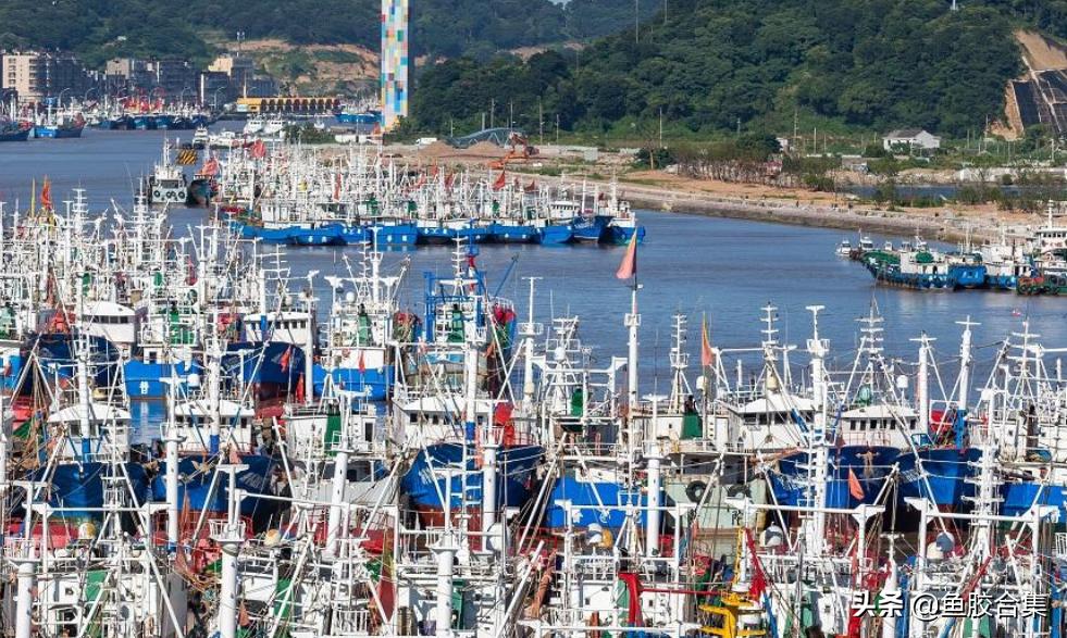 花胶主要产自哪里,国内花胶产地哪里最出名呢