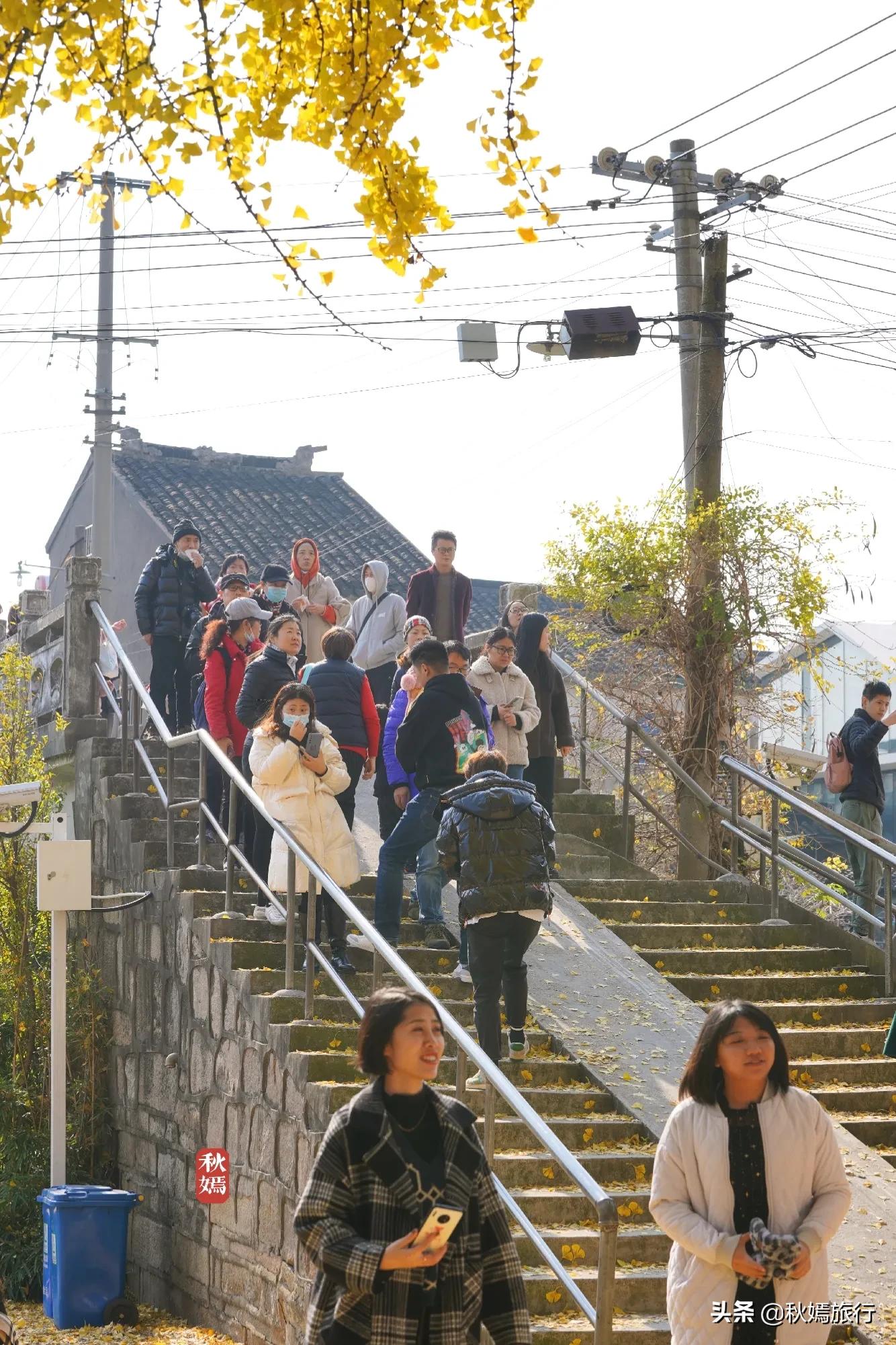 相城区北桥镇千年银杏树,苏州相城银杏打卡