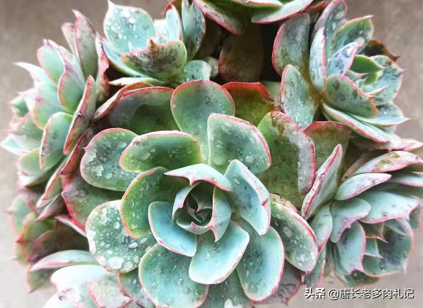 春天连续下雨露养的多肉怎么办,春天阴雨天气多肉要遮雨吗