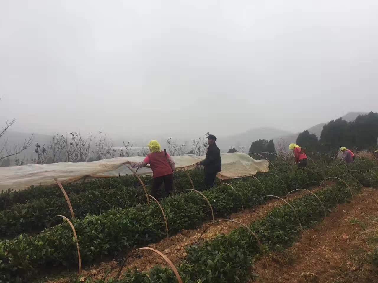 茶叶真的暴利吗,茶叶暴利是真是假