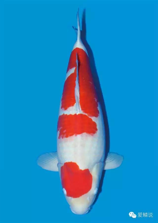 锦鲤尾巴充血是什么原因,锦鲤经常充血是什么原因