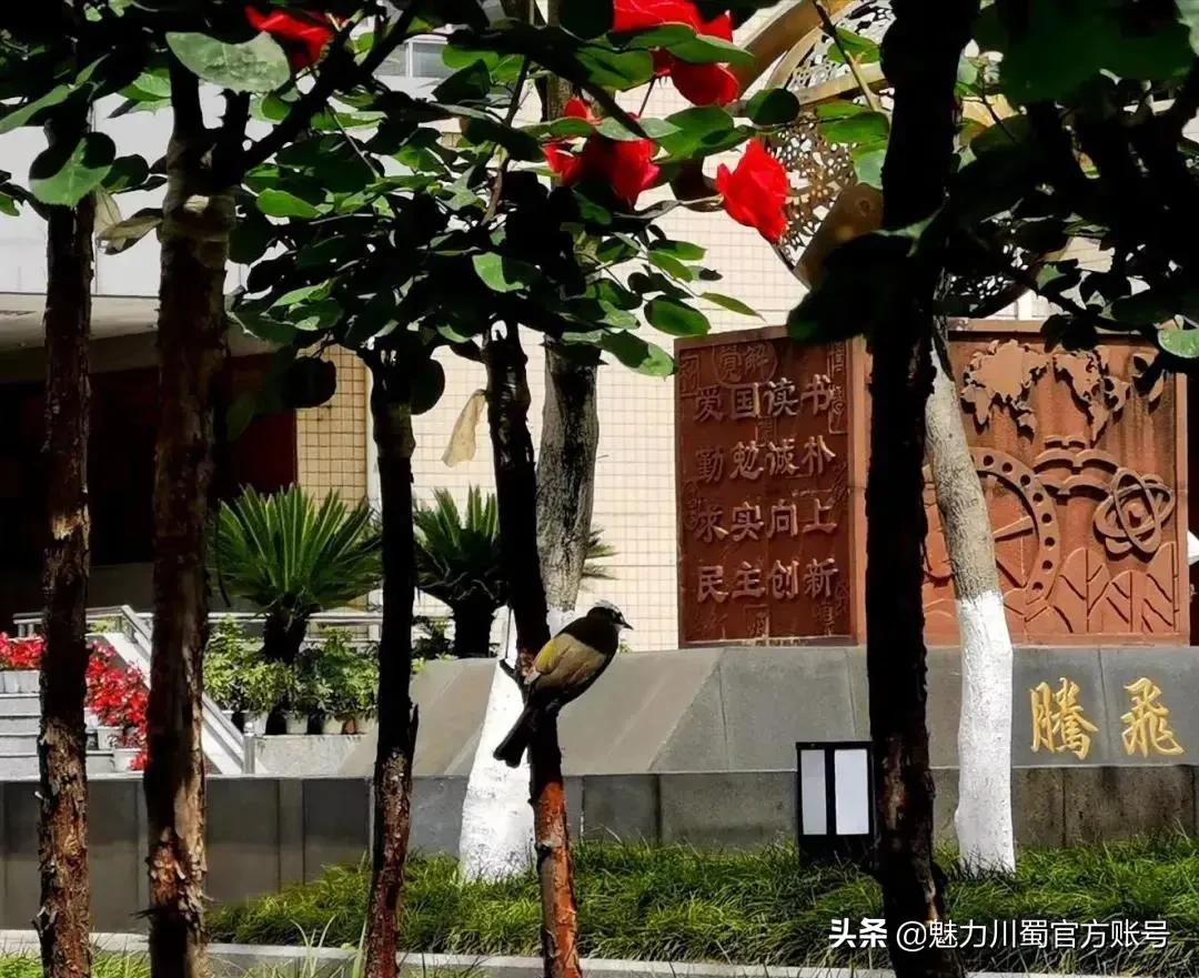 绵阳南山中学办学理念,家长评价绵阳南山中学真实水平