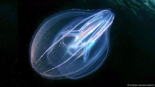 淡海栉水母,淡海栉水母资料