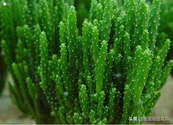 长在花盆里的树,长在花盆中的树