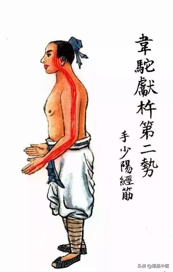 十二经筋连接动态图,十二经筋的图解