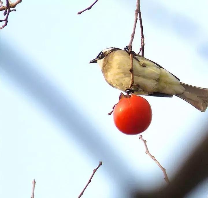 柿子熟了美文赏析,柿子熟了美图100张