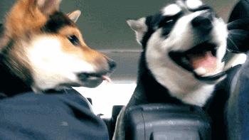 要不要给公狗狗做绝育,狗狗做了绝育手术性格会变吗