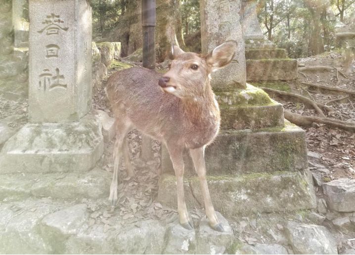 王思聪和李易峰关系有多好,王思聪和李易峰的区别