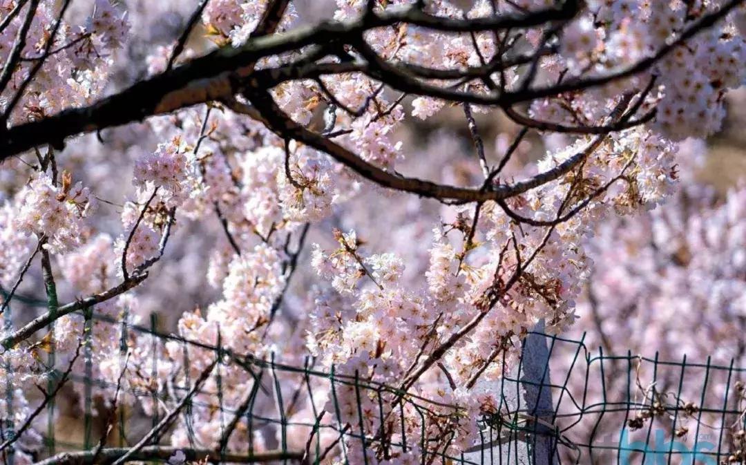 某平台出现“烟台樱桃*子骗**”,20元一斤,转账完就拉黑...