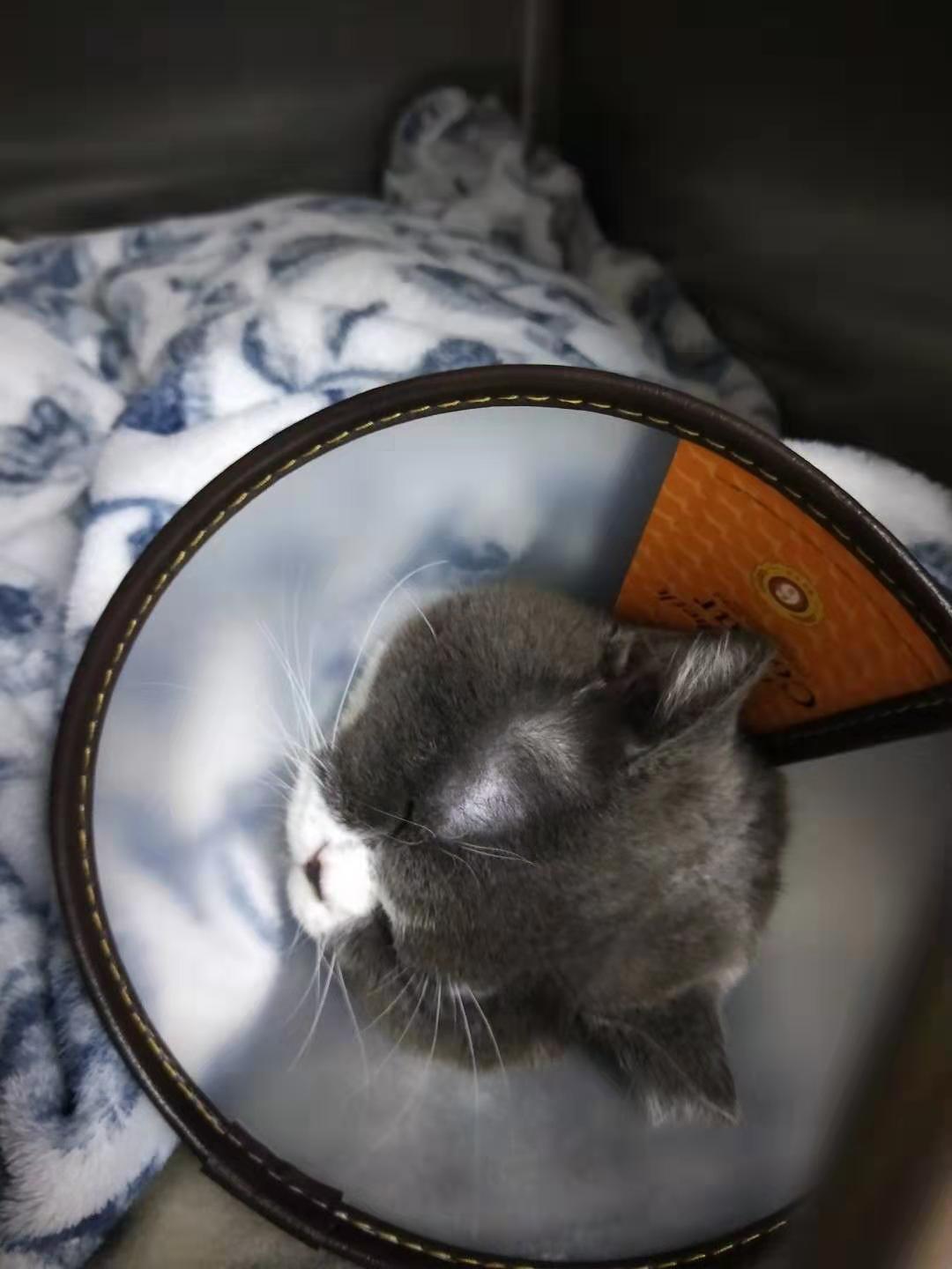 猫咪绝育前应激还能绝育吗,公猫咪绝育后伤口流血红肿怎么办