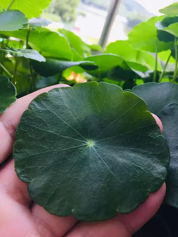 马蹄莲和铜钱草区别,半土半水铜钱草养护分享